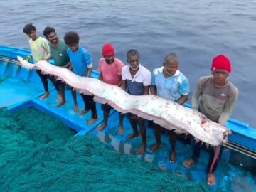 തമിഴ്നാട്ടിൽ മത്സ്യത്തൊഴിലാളികളുടെ വലയിൽ കുടുങ്ങിയ ഓർമത്സ്യം (image: sanatan kannada/ X)